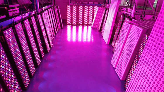 kaufen Hochleistungs-Ganzkörper-Rotlichttherapie-Panel 1000W mit 50Hz-60Hz Frequenzbereich und 60° Abstrahlwinkel on-line-Fertigung