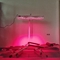 voller Körper-rotes Lichttherapie-Gerät 660nm 850nm mit internem Timer