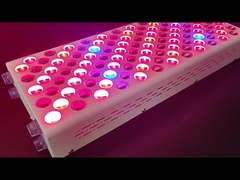 600w Körperpflege Rotlichttherapie Gerät Rot Nir Spektrum Anpassung für makellose Haut